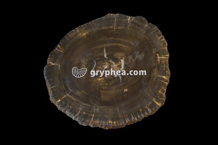 Tronc fossilisé d'Araucarioxylon (Conifère tropical) en CT - gryphea.com